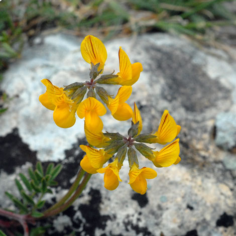 Hippocrepis glauca close