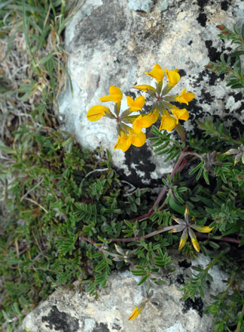 Hippocrepis glauca whole