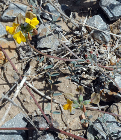 Hippocrepis scabra whole