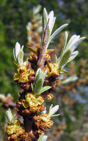 Hippopahe rhamnoides flower