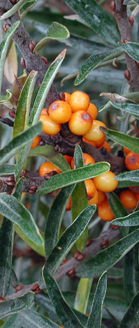 Hippopahe rhamnoides fruit close