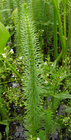 Hippurus vulgaris whole