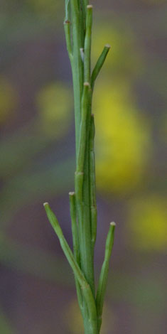 Hirschfeldia incana fruit