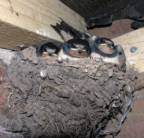 Hirundo rustica