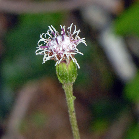 Homogyne alpina close