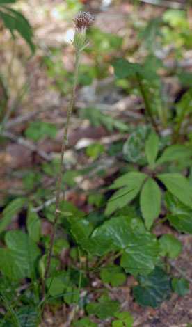 Homogyne alpina whole