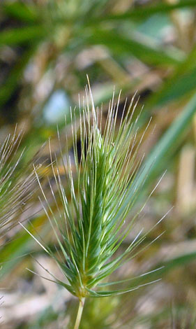 Hordeum marinum close