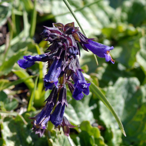 Horminum pyrenaicum close