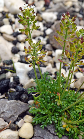 Hornungia alpina close