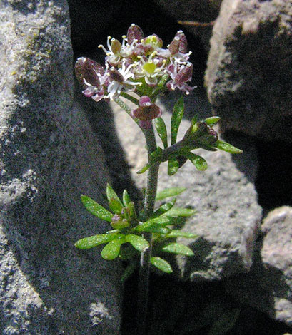 Hornungia petraea whole