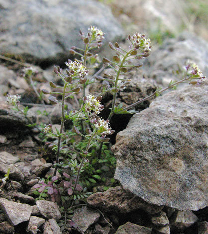 Hornungia petraea flower