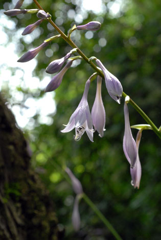 hosta sp close