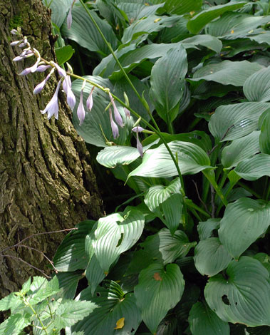 hosta sp whole