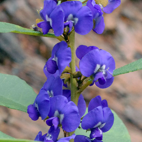 Hovea elliptica close