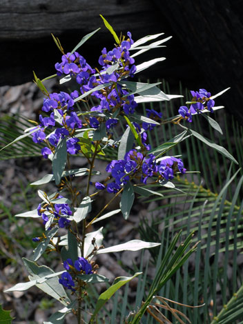 Hovea elliptica whole