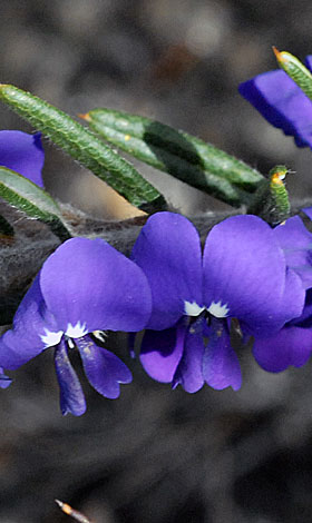 Hovea stricta close