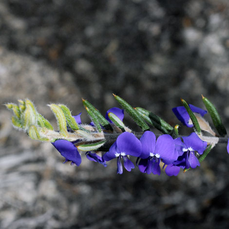Hovea stricta whole