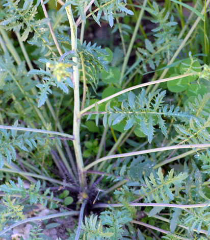 Hugueninia tanacetifolia leaves
