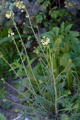 Hugueninia tanacetifolia whole