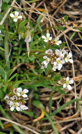 Hutchinsia alpina close