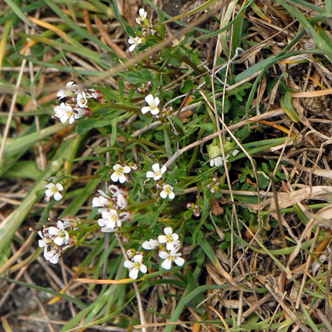 Hutchinsia alpina whole