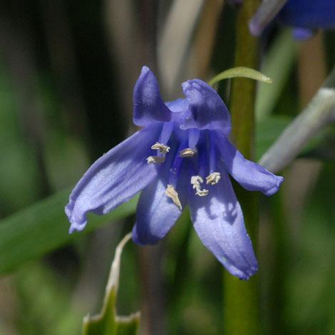 Hyacinthoides hispanica close