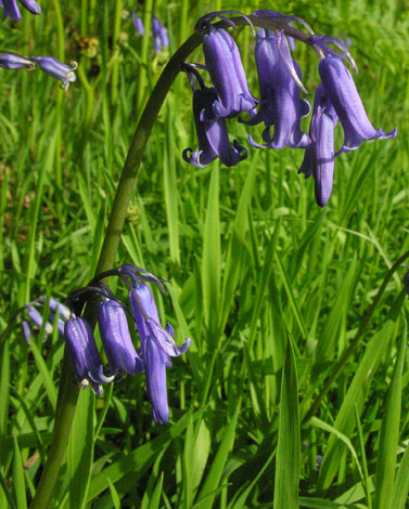 Hyacinthoides non-scripta
