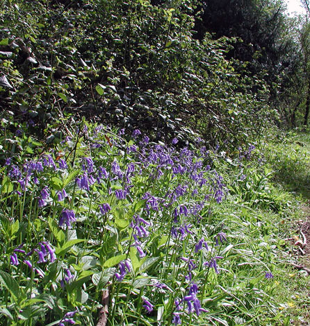 Hyacinthoides non-scripta group