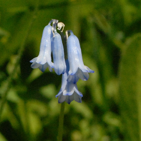 Hyacinthus amethystinus close