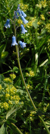 Hyacinthus amethystinus whole