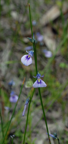 Hybanthus calcynus whole