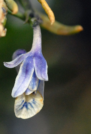 Hybanthus floribundus close