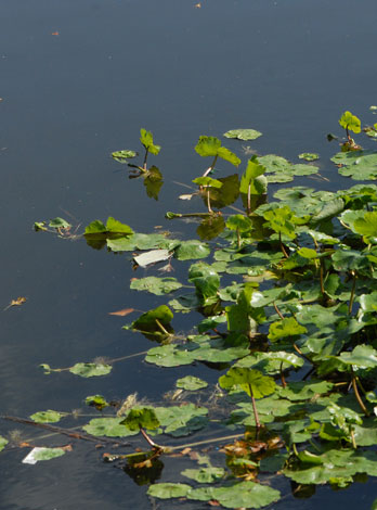 Hydrocotyle ranunculoides side view