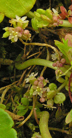 Hydrocotyle vulgaris close