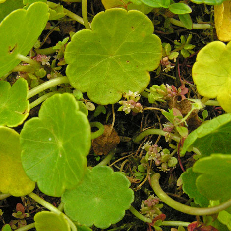 Hydrocotyle vulgaris whole