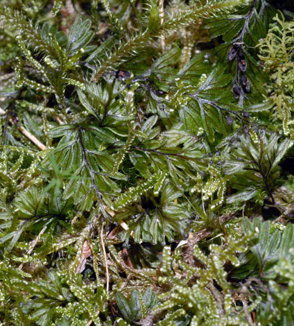 Hymenophyllum wilsonii