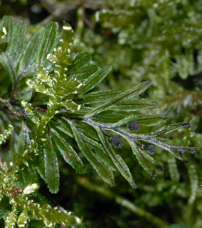 Hymenophyllum wilsonii