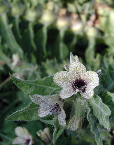 Hyocyamus niger