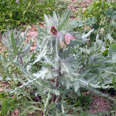 Hyoscyamus reticulatus whole