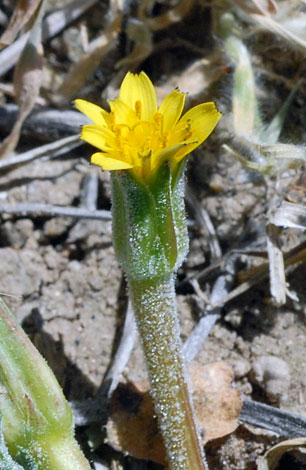 Hyoseris scabra close
