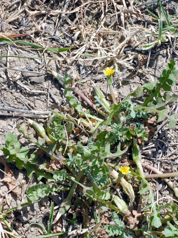 European Wild plant Hyoseris scabra Annual Hyoseris