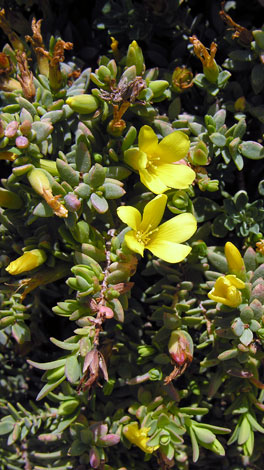 Hypericum aegyptiacum close