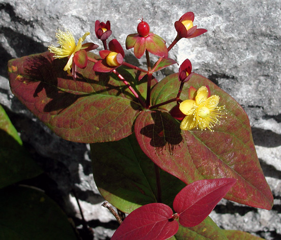 Hypericum androsaemum