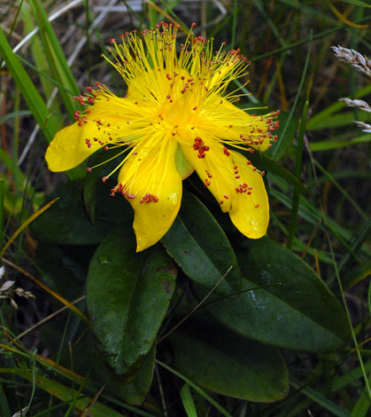 Hypericum calcynum