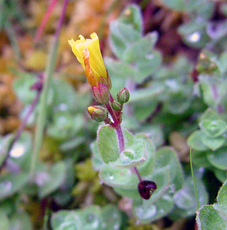 Hypericum elodes