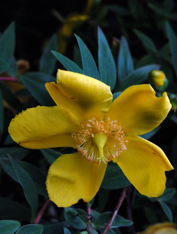 Hypericum hidcote close