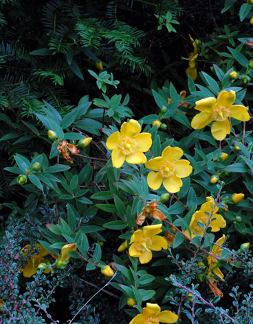 Hypericum hidcote