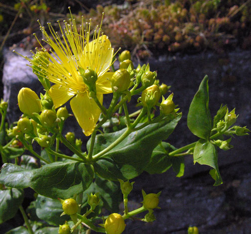 Hypericum hircinum