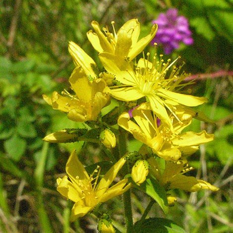 Hypericum hirstum close