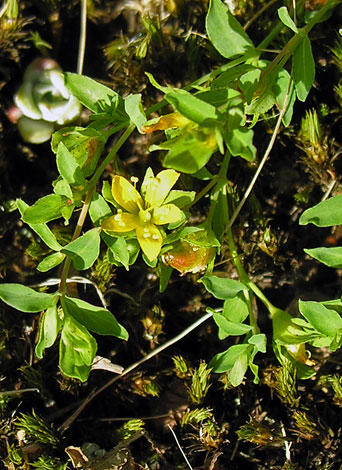 Hypericum humifusum whole